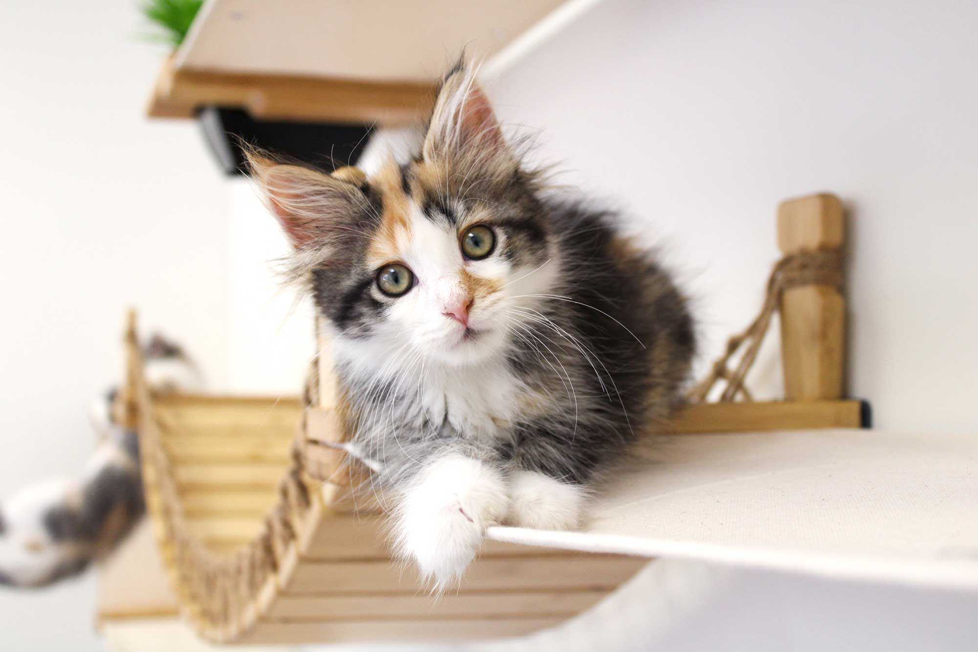 Calico kitten on a wooden shelf with a white background
