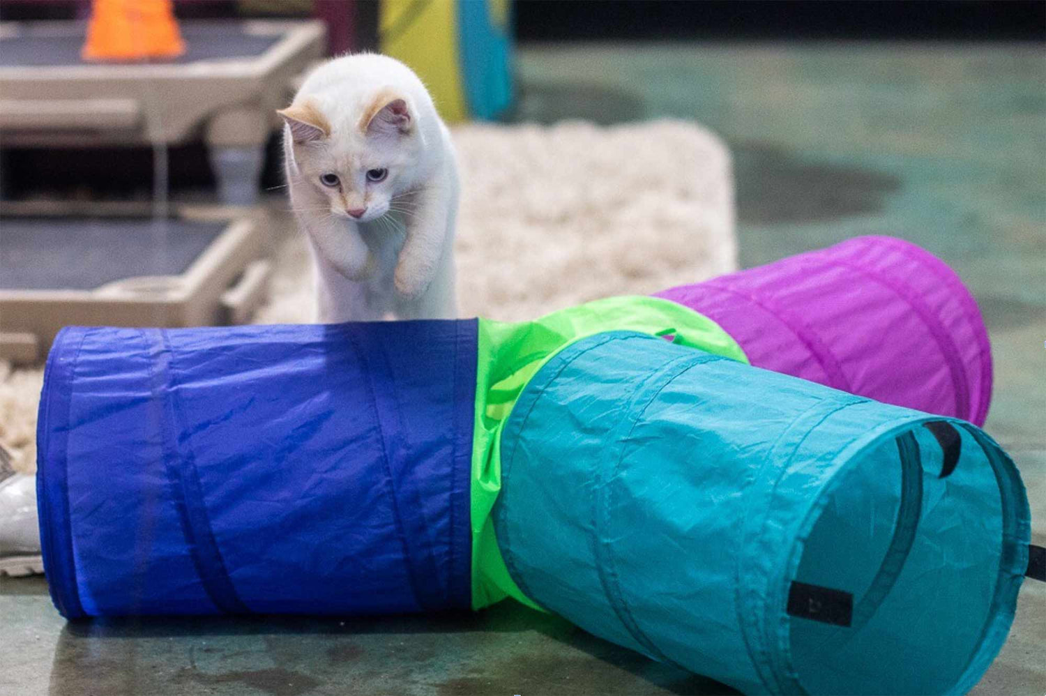 Kitten Training & Socialization to Raise a Confident Cat