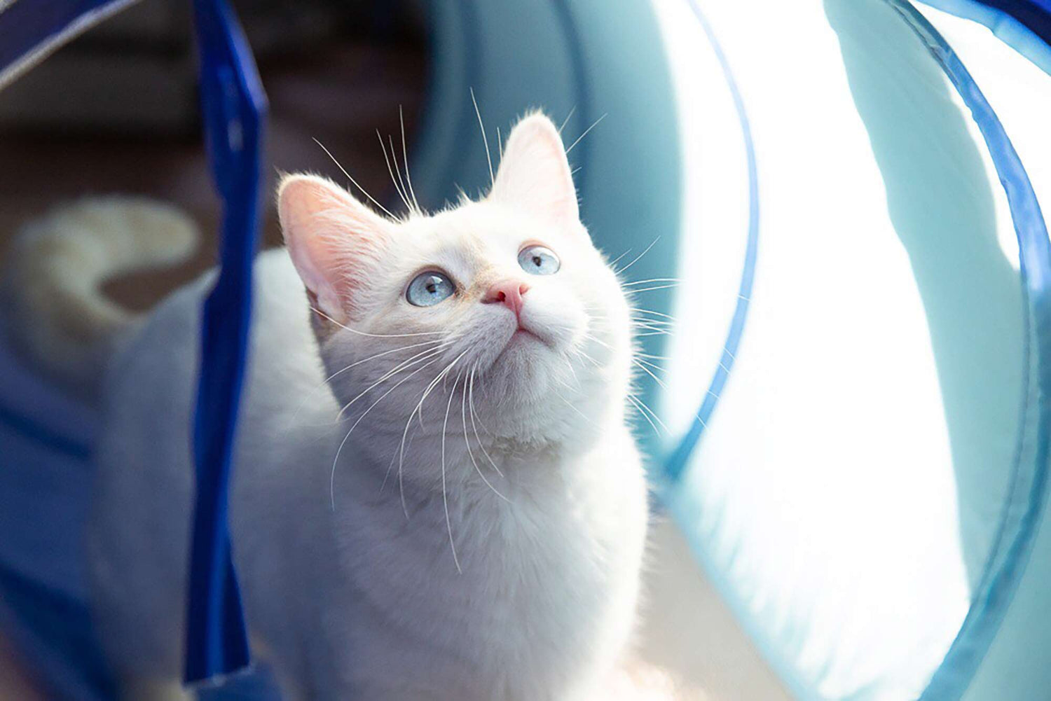 Kitten Training & Socialization to Raise a Confident Cat