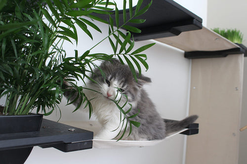 Kitten on Hammock with Planter