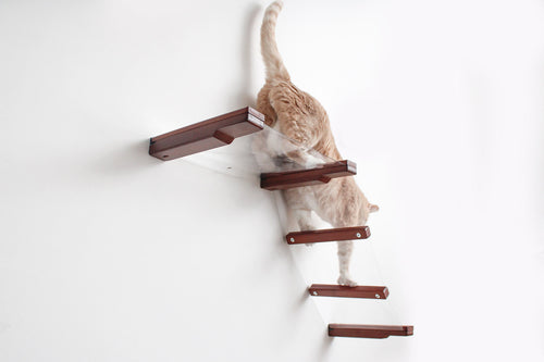 Bronson the cat going down the steps of an Invisible Lift