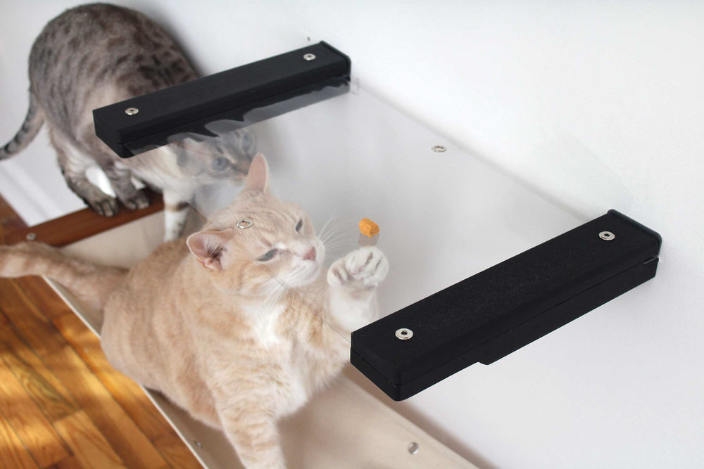 Cat looking at a treat from underneath a clear cat hammock