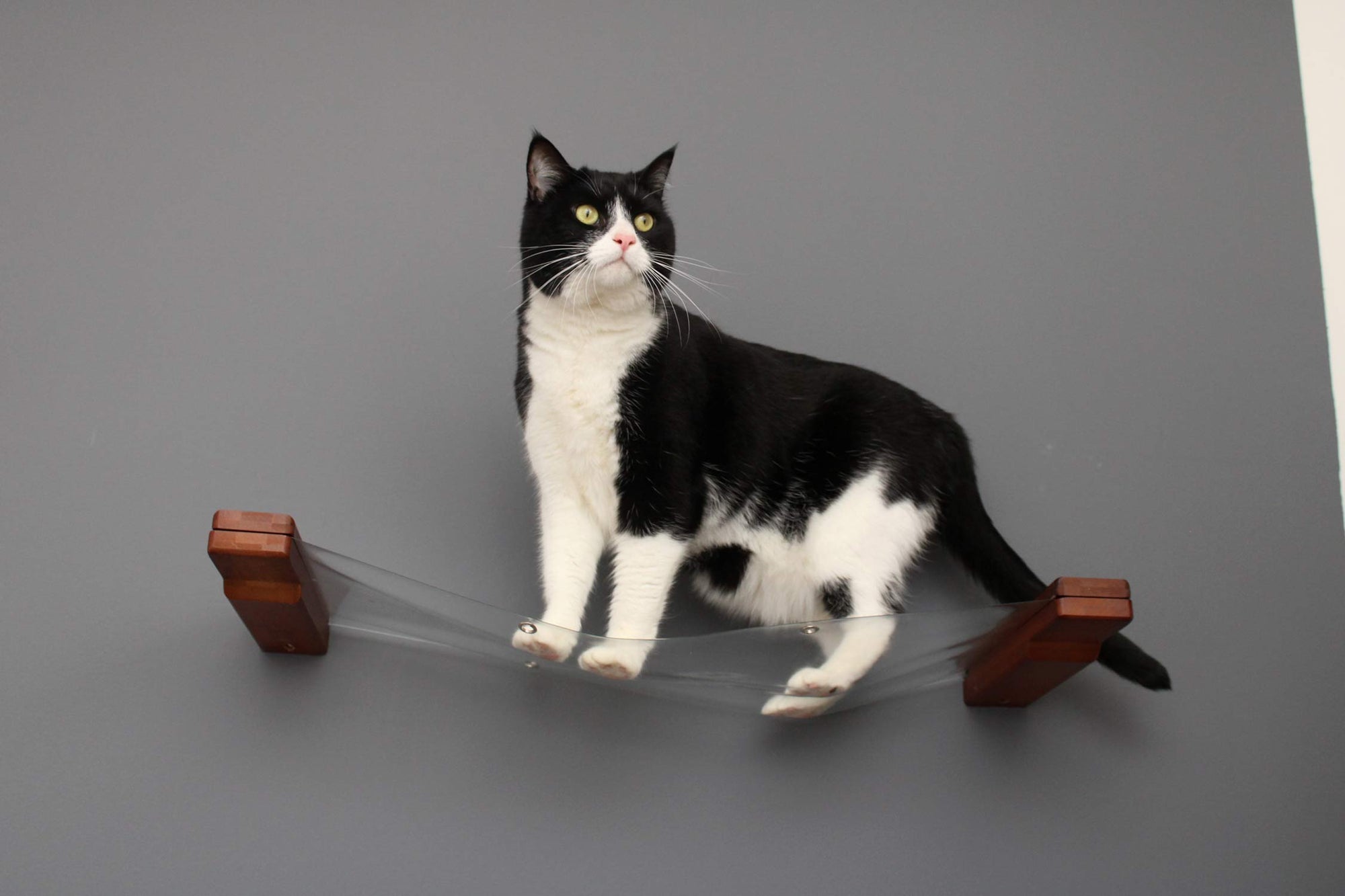 Cat on a clear cat hammock
