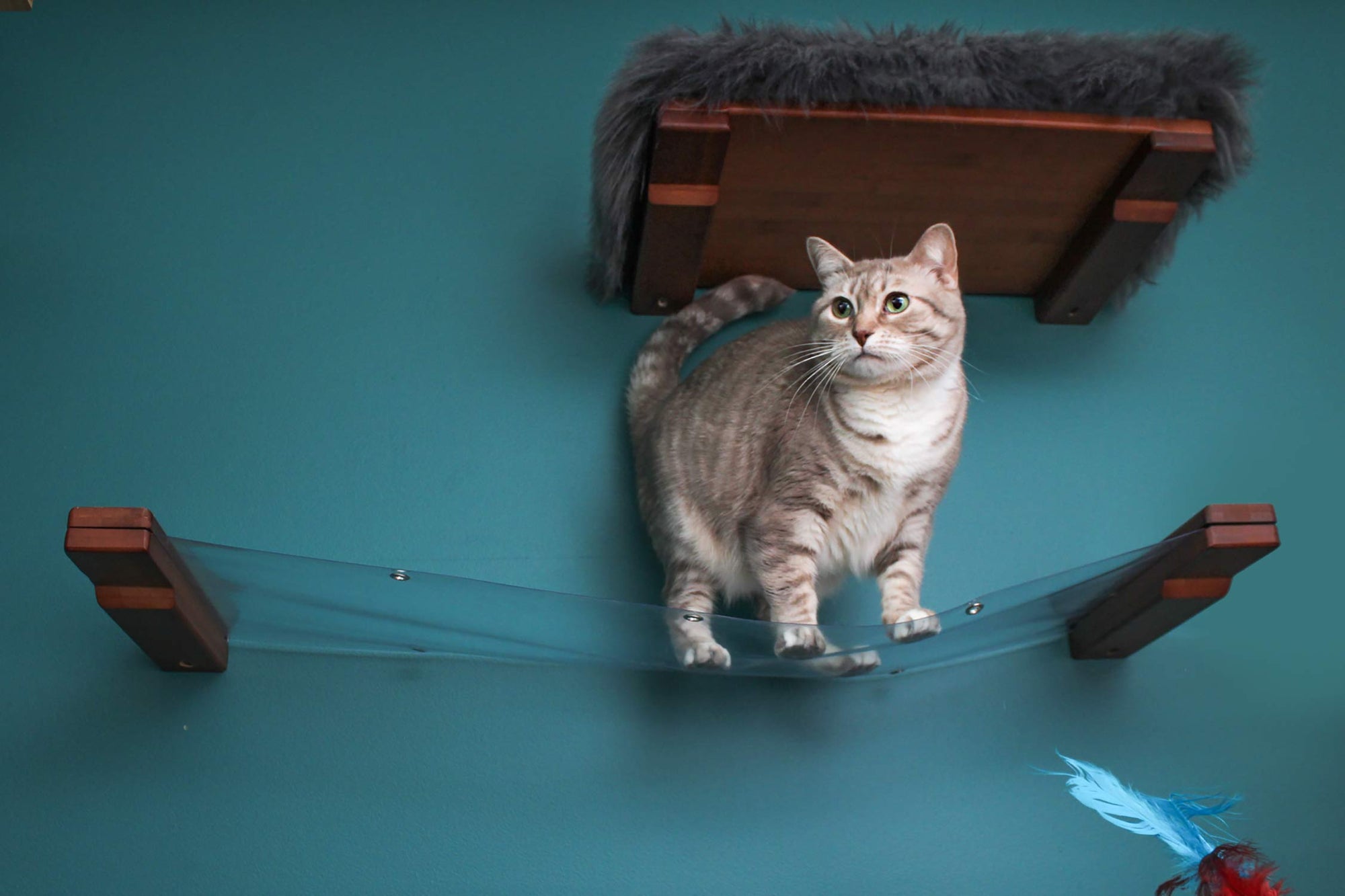 Cat standing on an invisible cat hammock