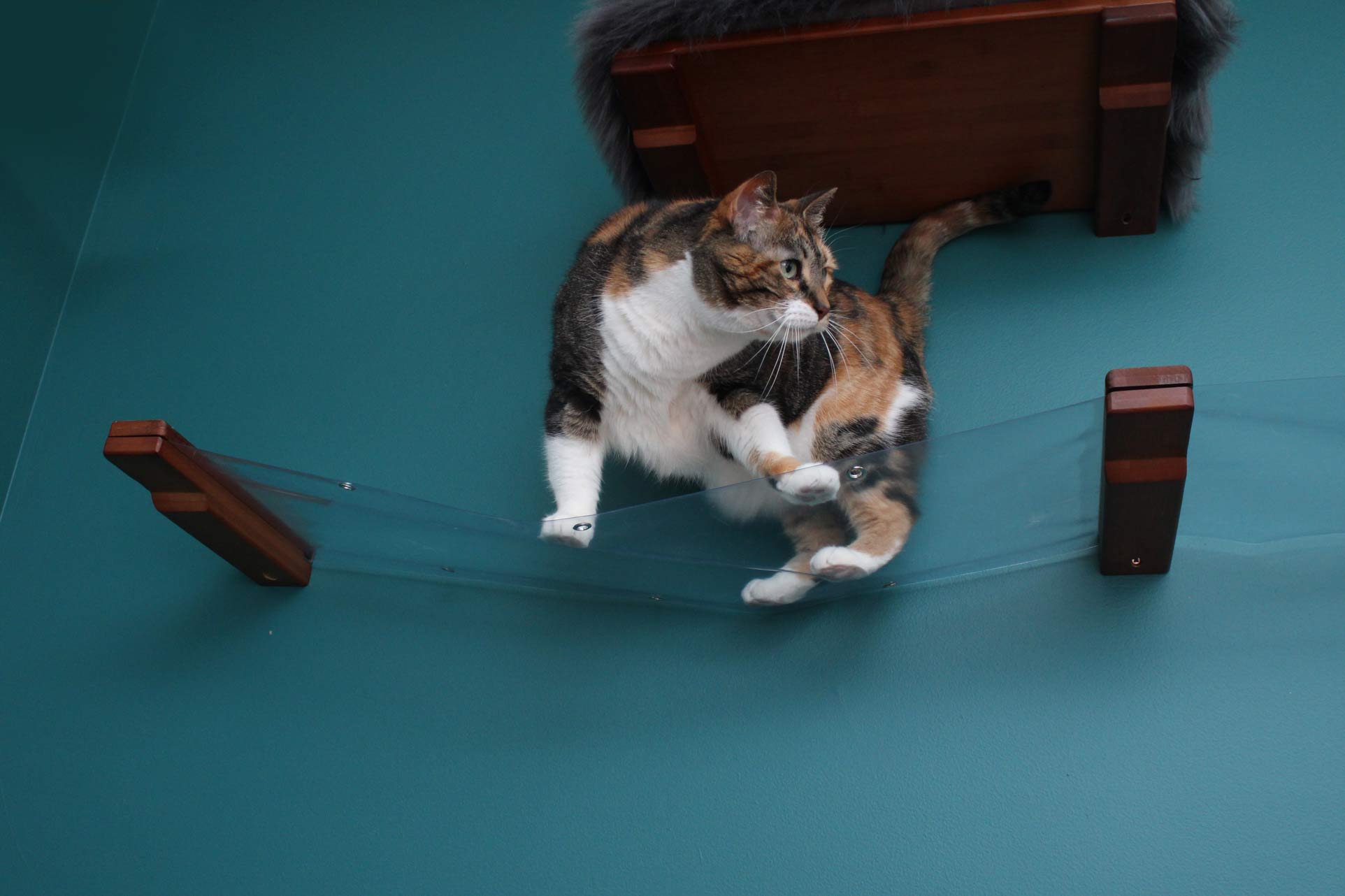 Cat playing on a clear hammock