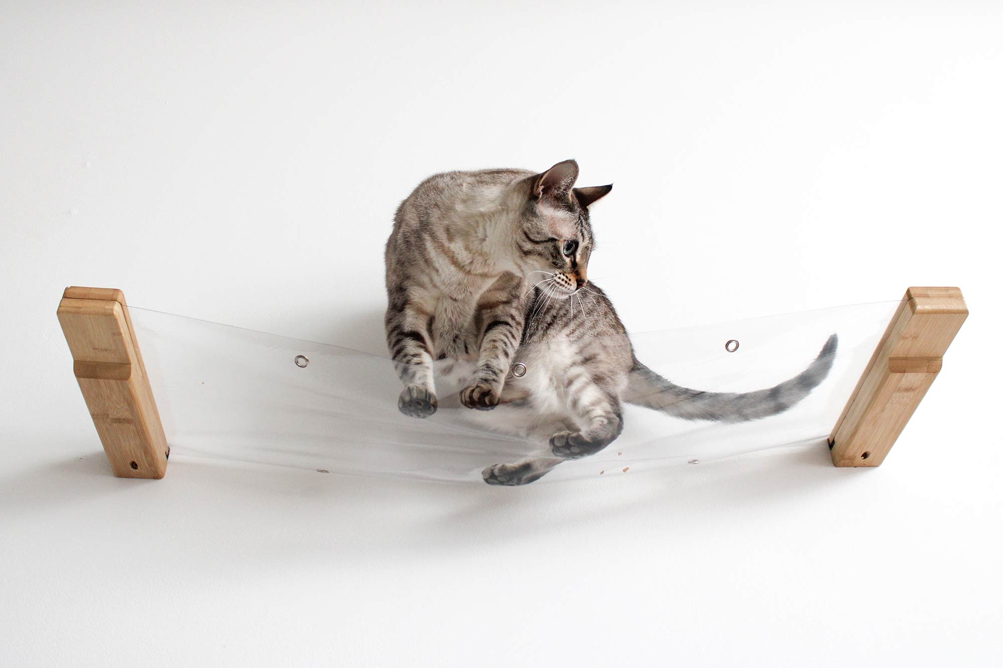 Cat on an Invisible Cat Hammock