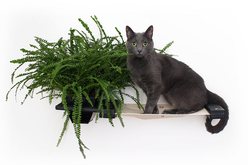 Grey cat sitting on Planter Lounge in Onyx finish bamboo and Natural canvas fabric hammock.