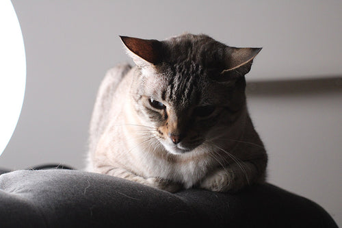 cat with dramatic lighting