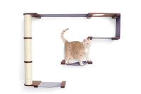 Cat on the Climb