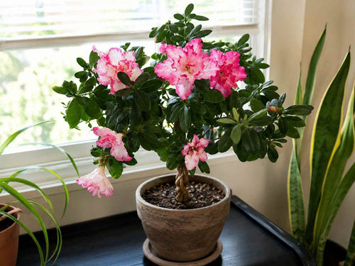 Oleander plant