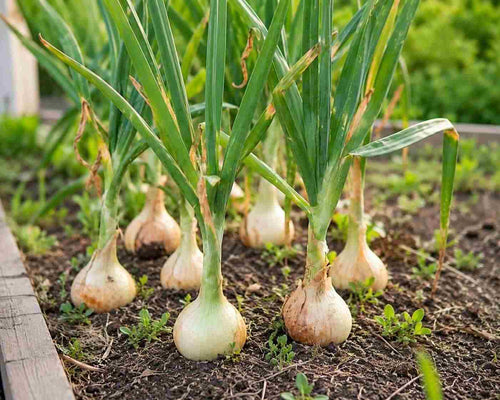 Onion plant
