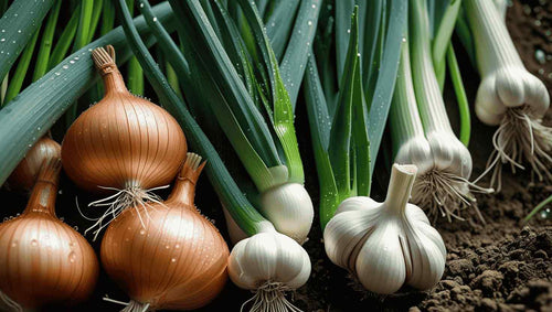Onion, Leeks, and Garlic