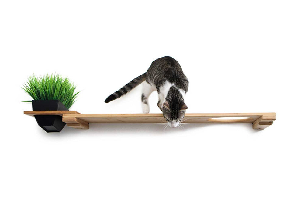 Close-up of a cat looking down from 41" Planter Hatch in Natural finish in a neutral-toned living space.