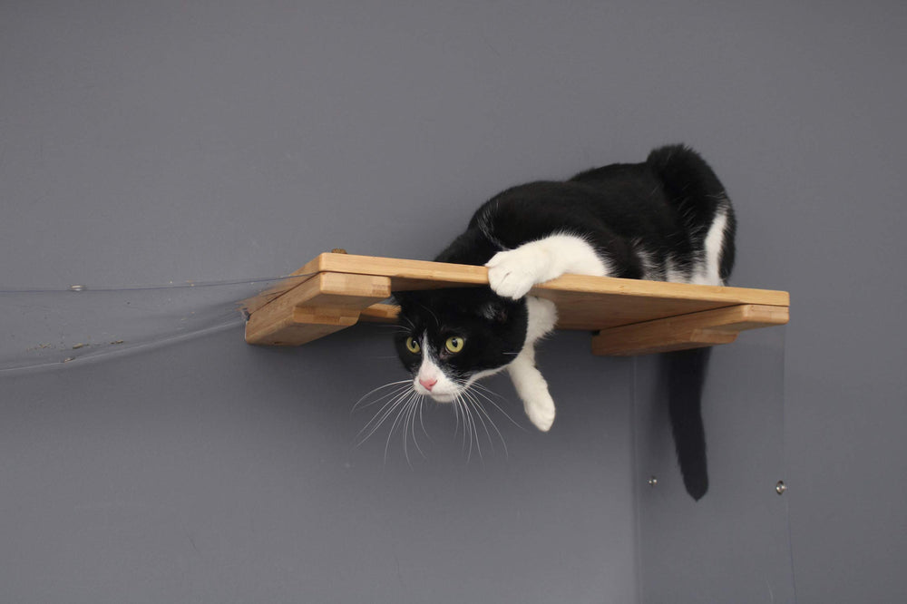 A black cat reaching through an Escape Hatch shelf with clear hammocks coming off of it