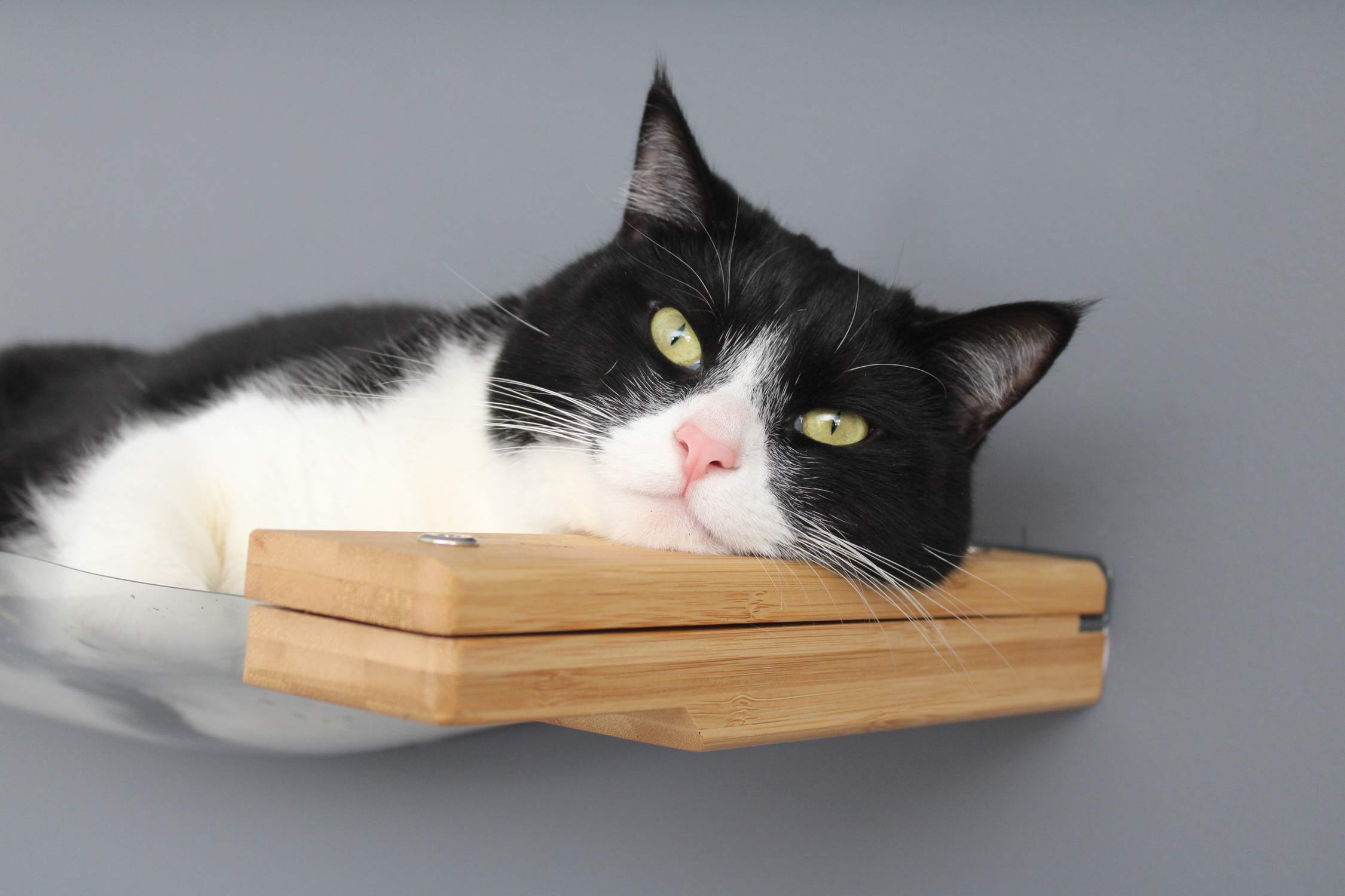 Cat resting its cheek on a piece of cat furniture