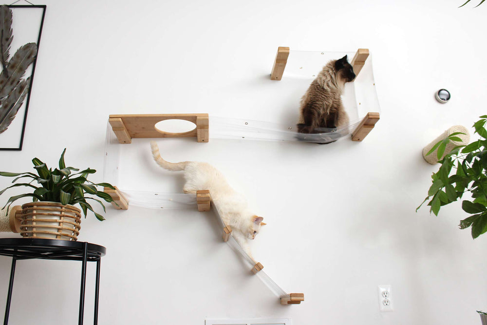 Two cats on an Invisible Play Cat Condo