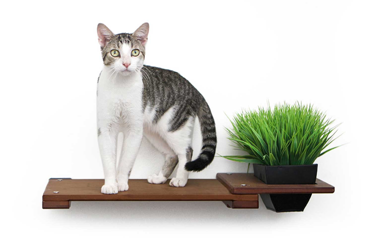 Close-up image of a cat standing on a 25" Planter Shelf in English Chestnut finish.