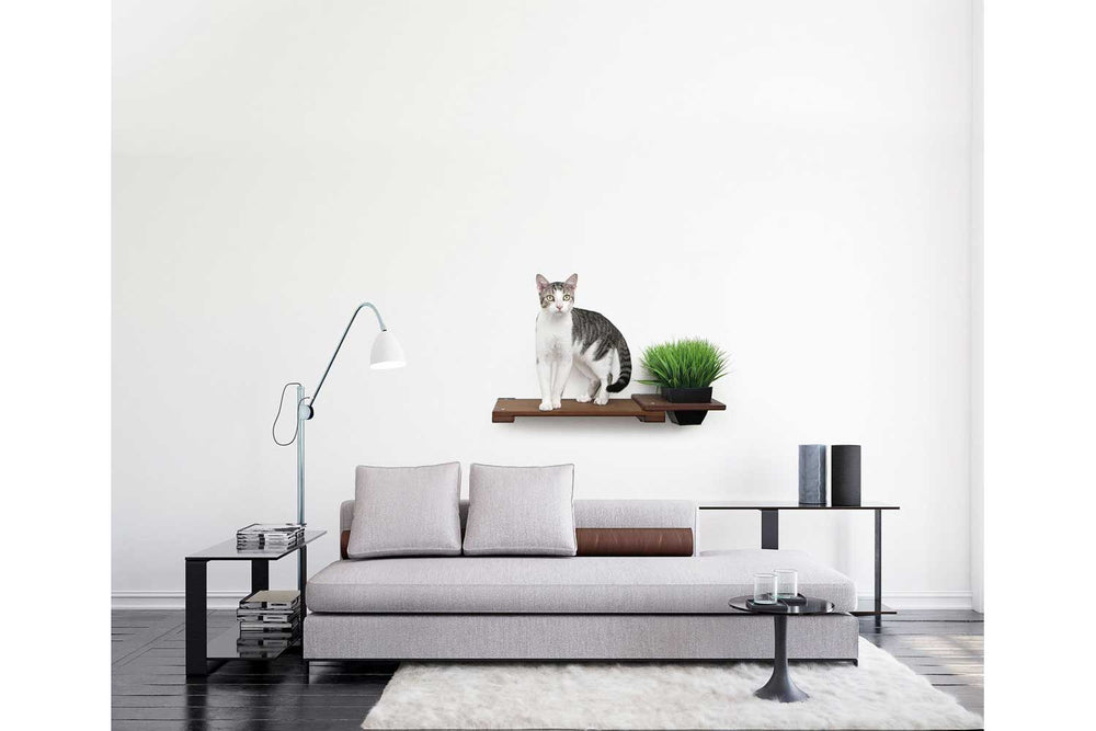 Cat standing on a 25" Planter Shelf in English Chestnut finish above a sofa in a neutral-toned living space.