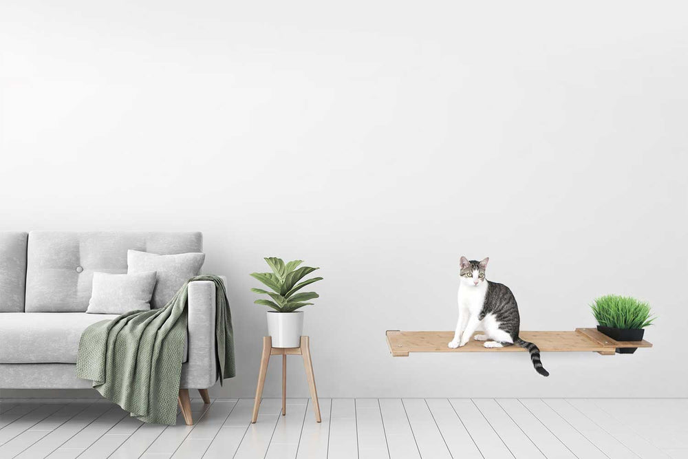 Cat sitting on a 41" Planter Shelf.