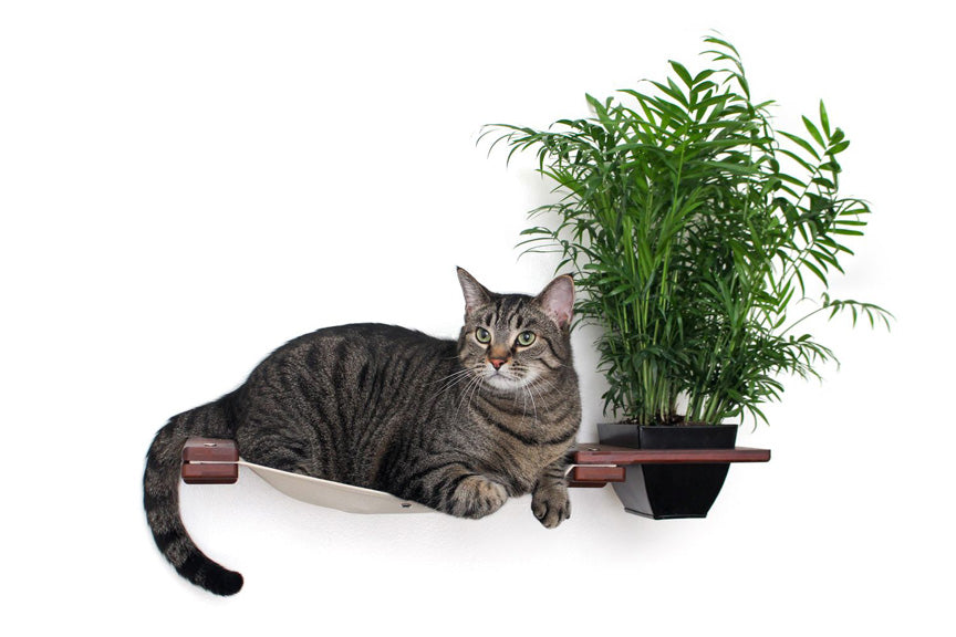 Close-up image of tabby cat lounging about on a 25" Planter Lounge in English Chestnut finish bamboo and Natural canvas fabric hammock. Faux greenery and cat not included.