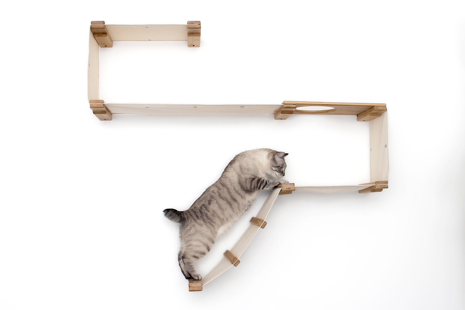 Bobtail cat climbing up the Play wall mounted cat tree