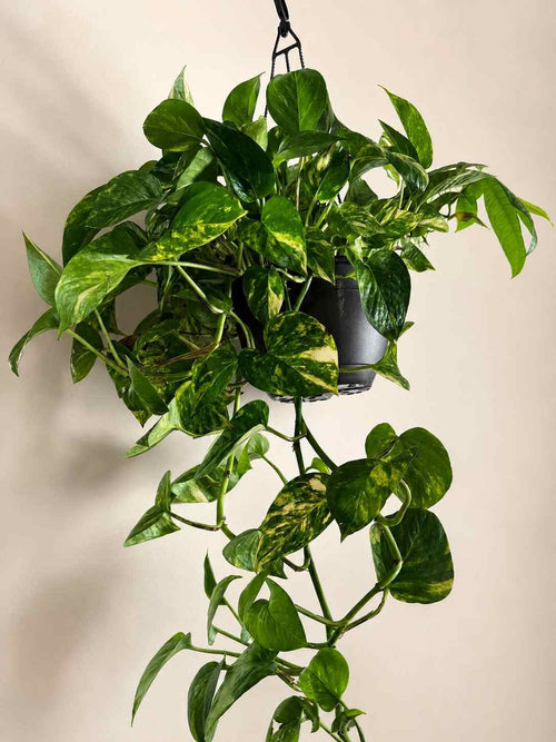 Pothos plant 