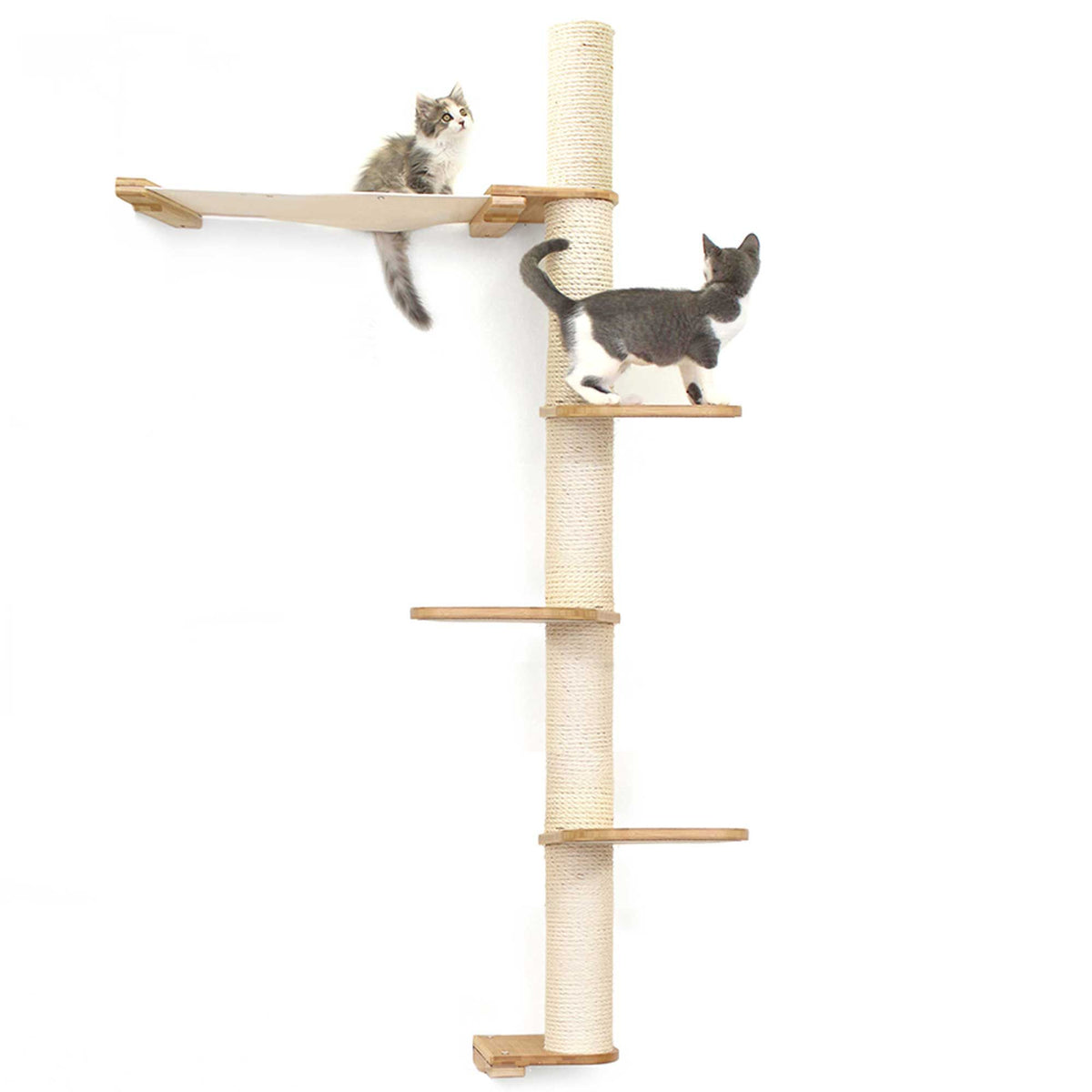 Cats on Crows Nest