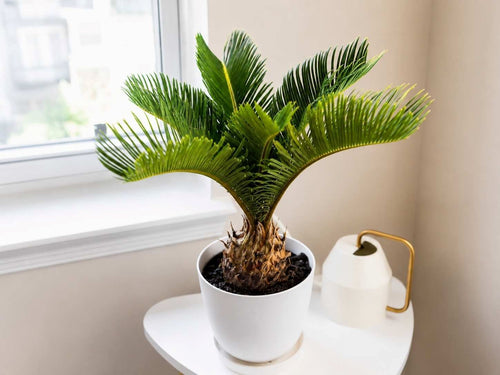 Sago Palm
