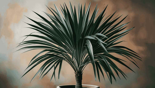 Sago Palm in a pot 