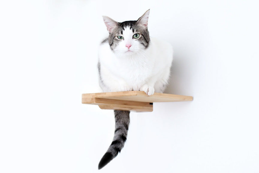 Green-eyed cat squints at viewer from their perch on a Natural Step.