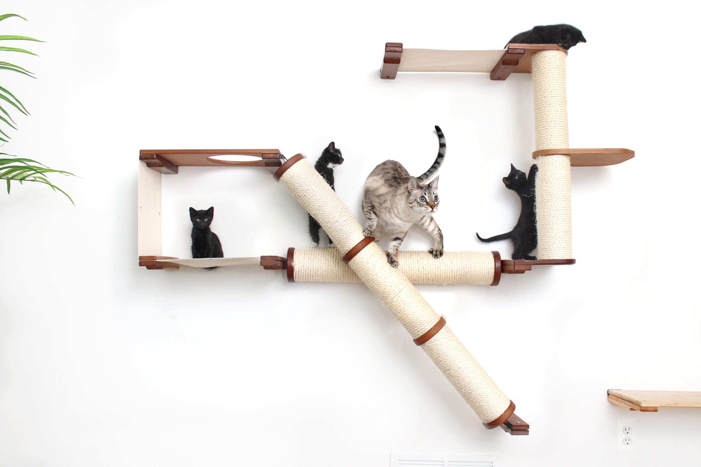 Adult cat playing with four kittens on the Crossroads Cat Scratching Condo