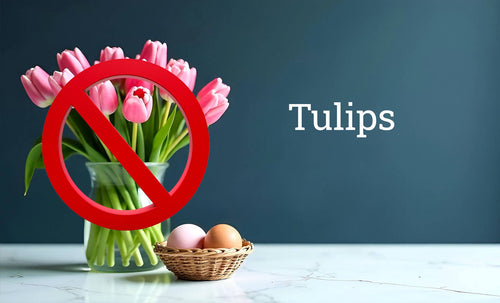 Bouquet of pink tulips with a red prohibition sign and 'Tulips' text on a dark background