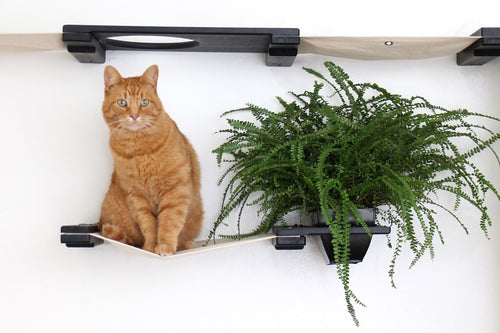 Cat on Hammock with Planter