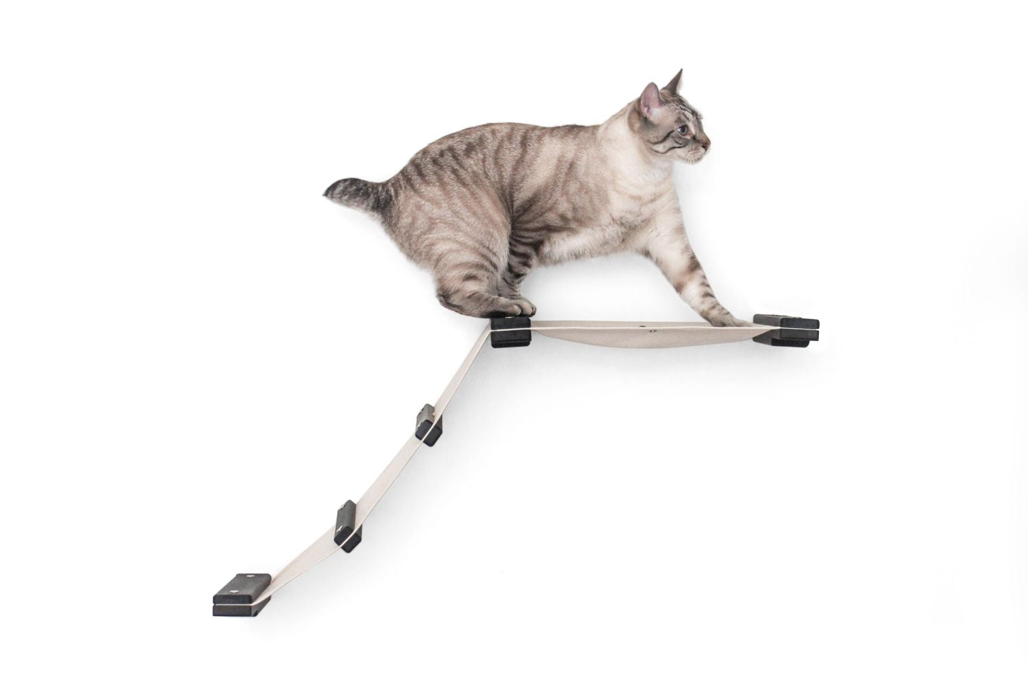 Cat on The Lift Hammock