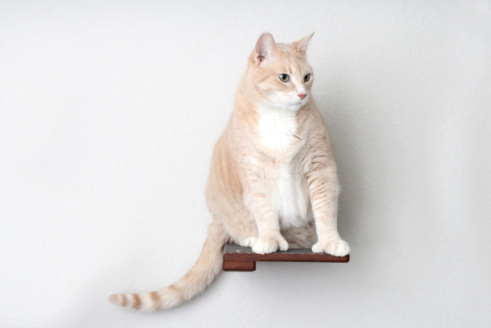 Cat on Cat Step with Cork Pad