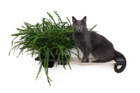 Cat on Planter Hammock
