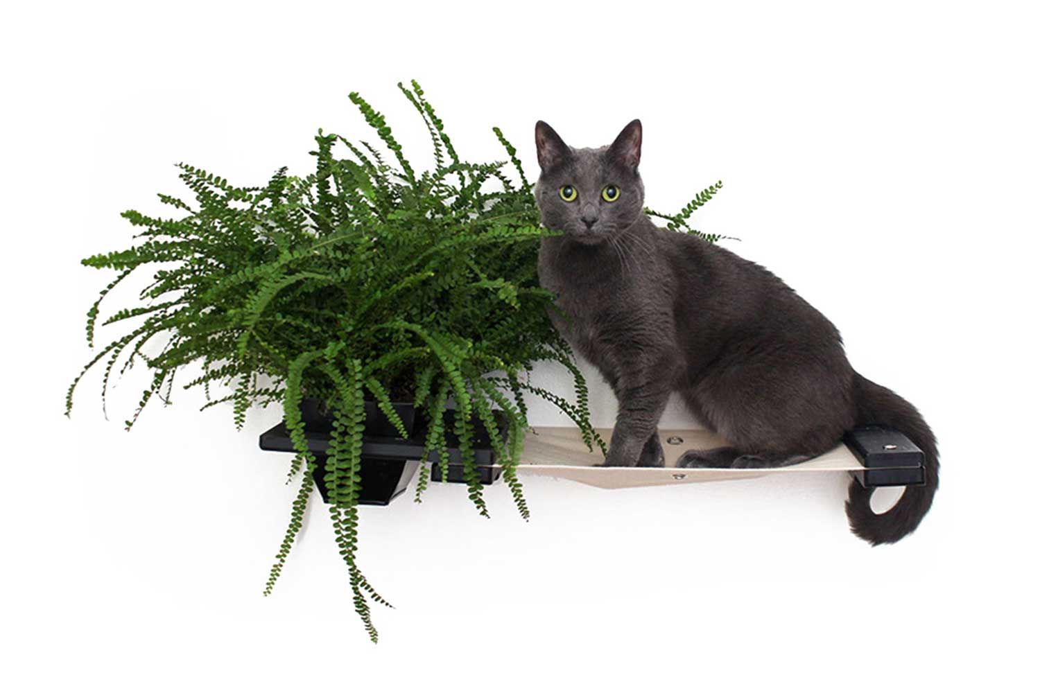 Cat on Planter Hammock