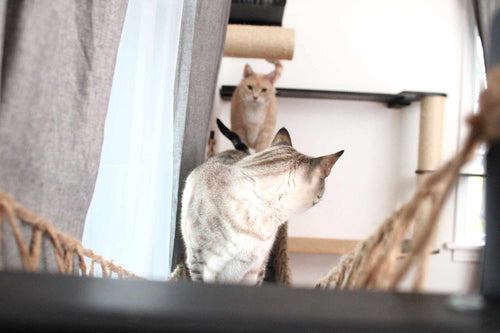 a large cat walking up to a smaller cat