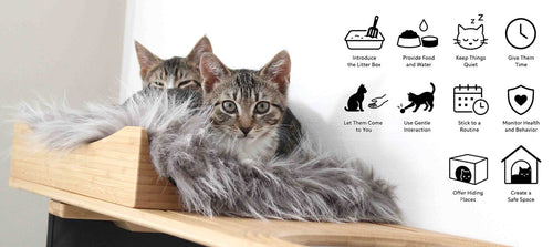 Kittens with adoption tips