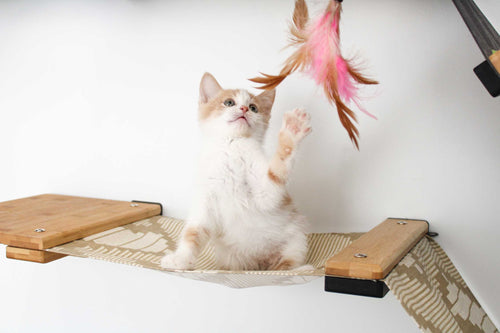 cat on hammock playing with feather toy