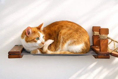 Cat lying on a wall hammock against a white background