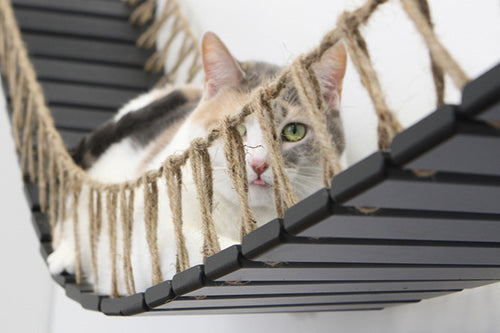 cat looking through bridge