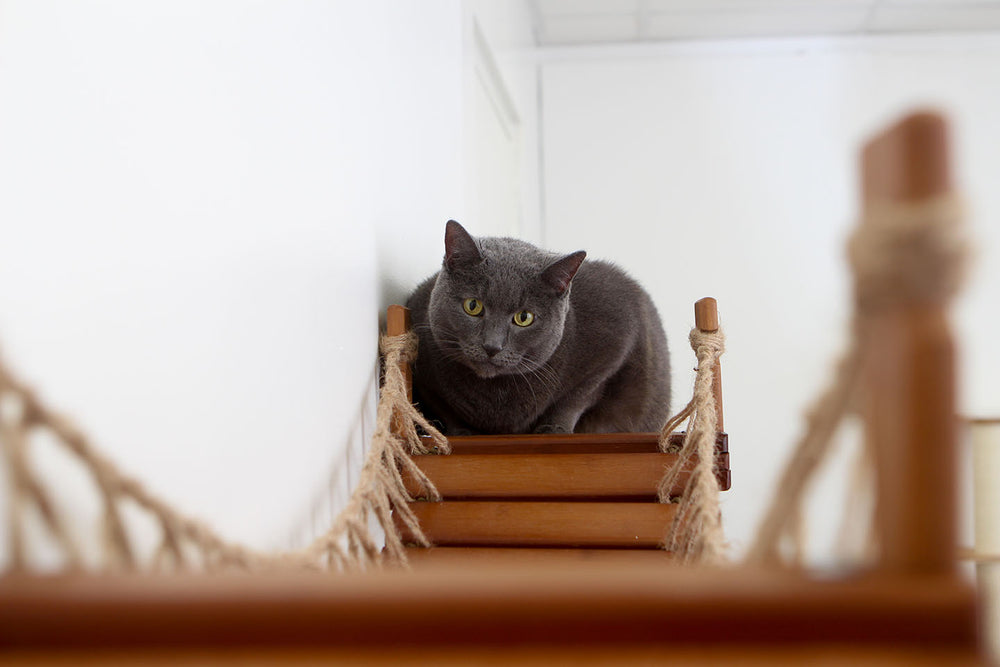 Grey cat daring viewer to trespass onto their bridge. Pictured in English Chestnut/Twine.