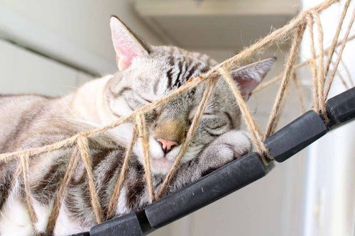 Cat sleeping on a bridge