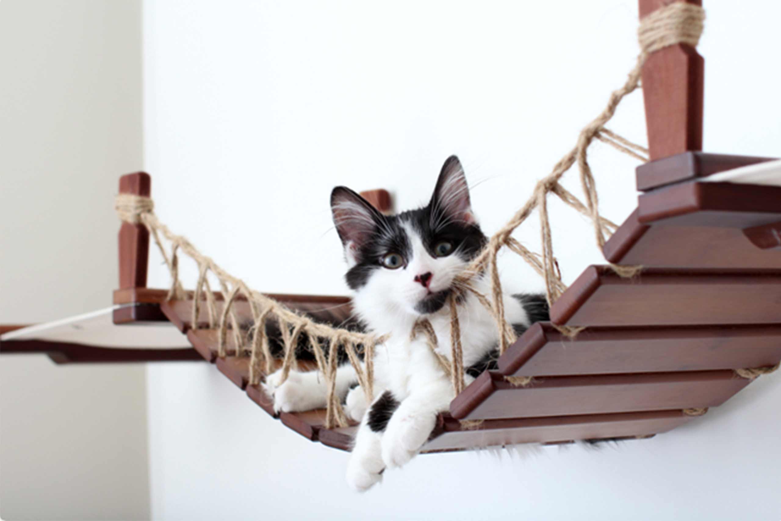 Black and white kitten relaxing in the middle of a cat bridge with hammocks attached