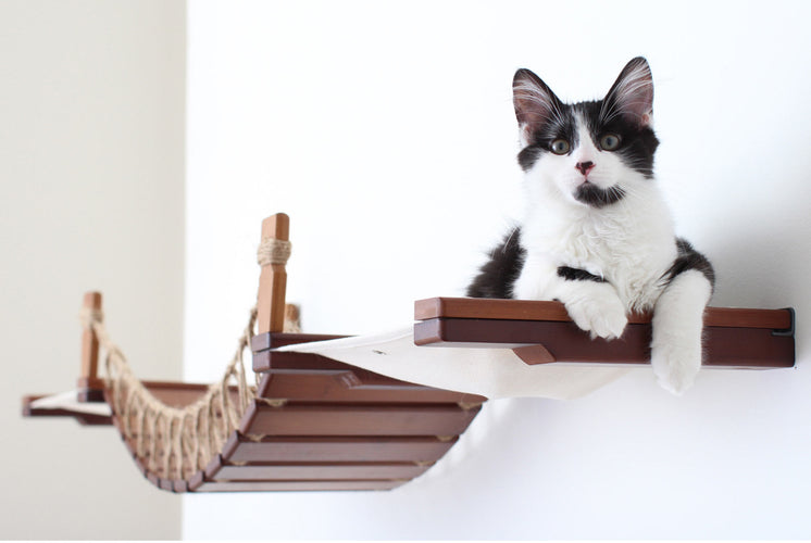 cat on hammock attached to bridge