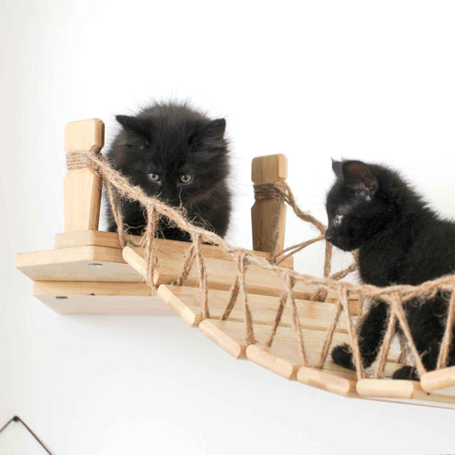 little black kittens on a corner bridge