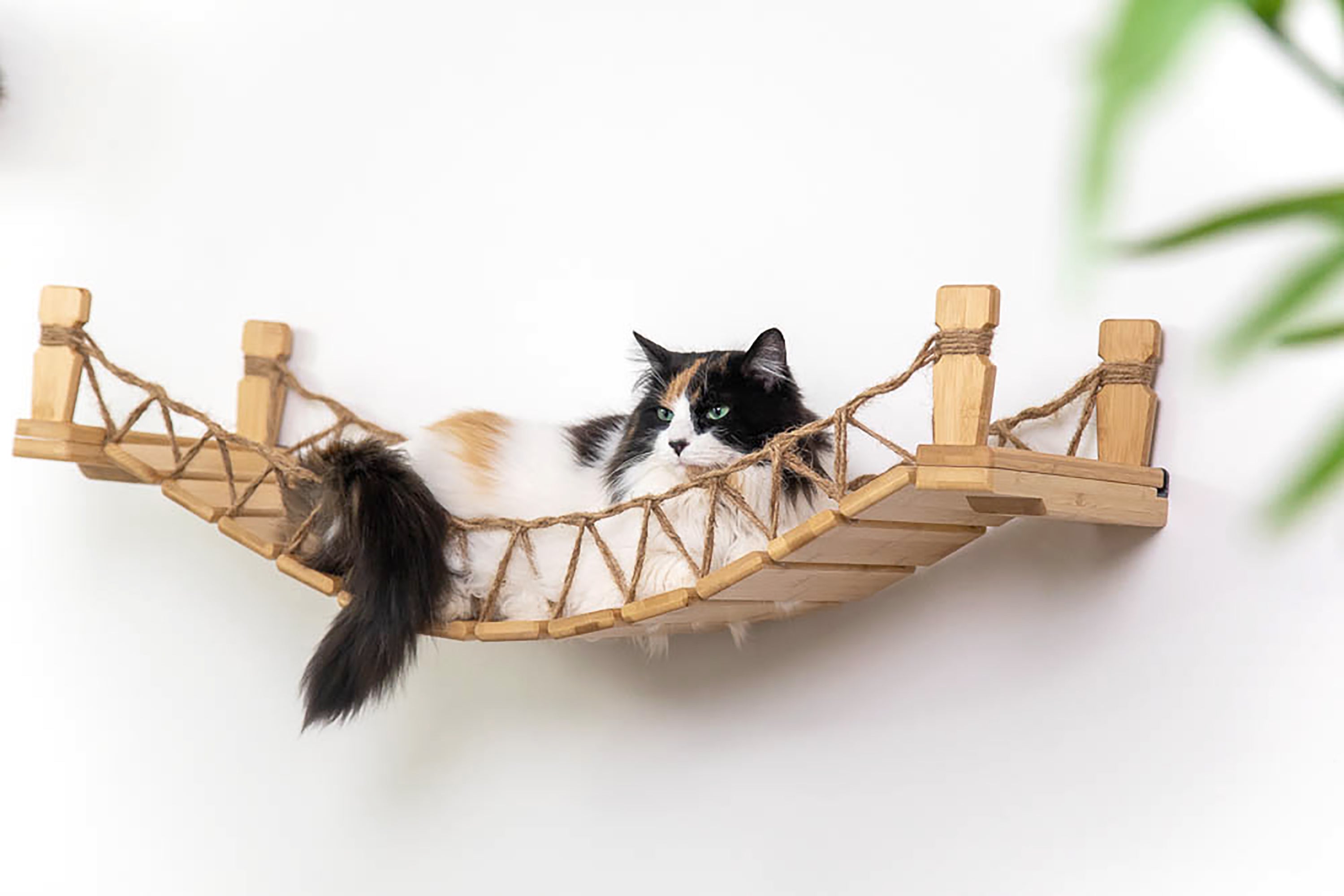 Long haired calico kitty relaxing on a wall mounted cat bridge