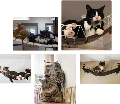 A selection of cats on cat bridges