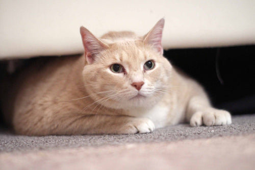 cat looking stressed under couch
